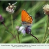 lycaena thersamon daghestan male 2